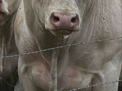 Charolais Bulls - Breed Leading Genetics