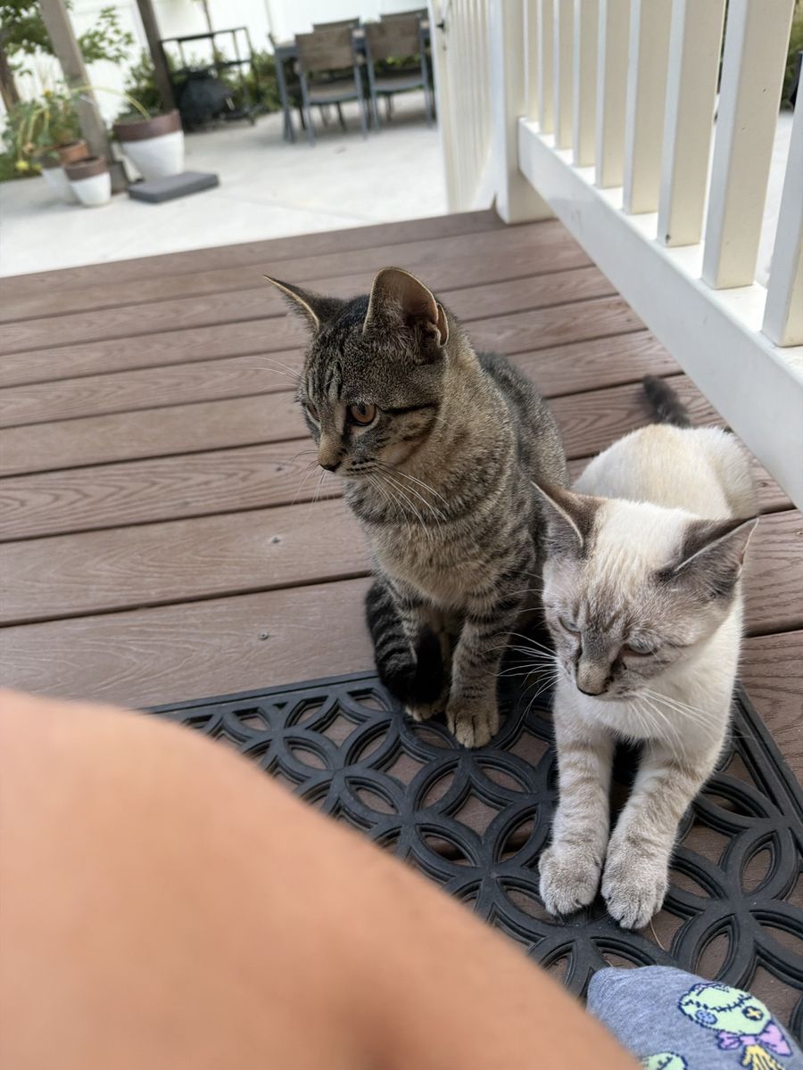 Kittens- loving- FREE