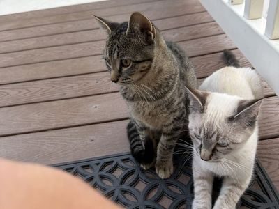 Kittens- loving- FREE