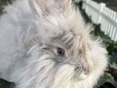 Pedigreed English Angora Buck Bunny- Chinchilla