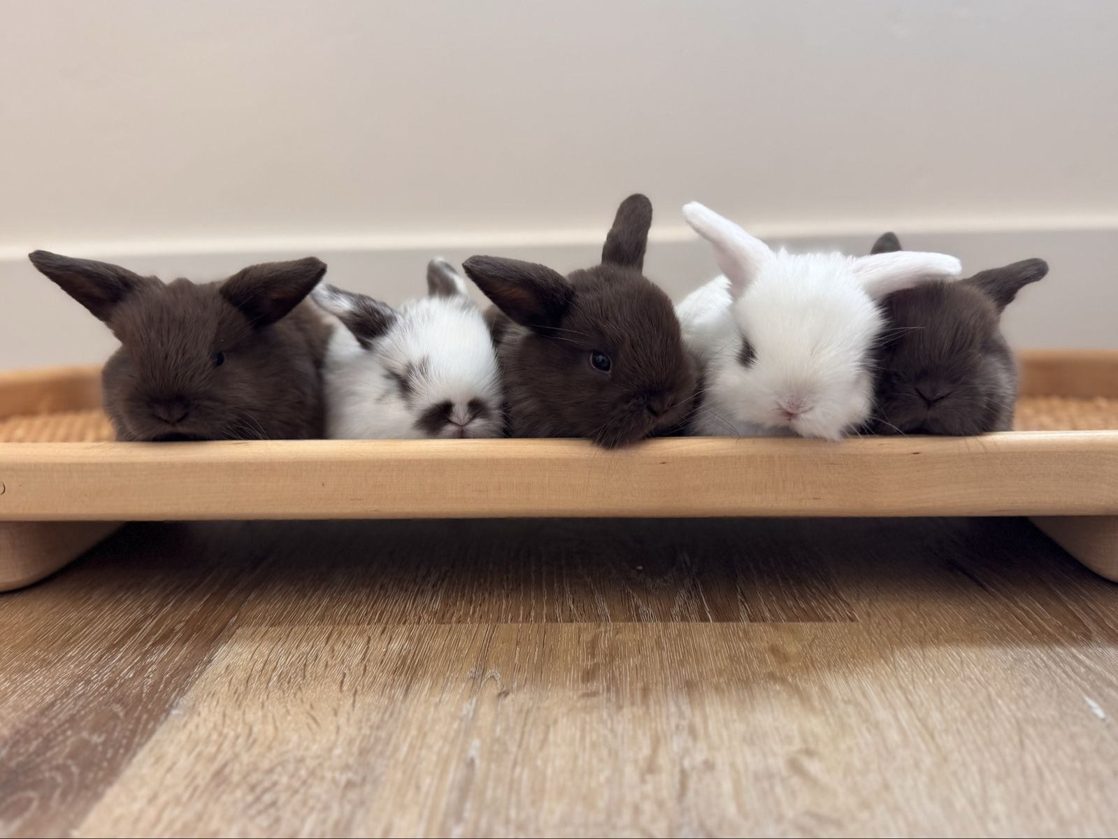 Pedigreed Holland Lops