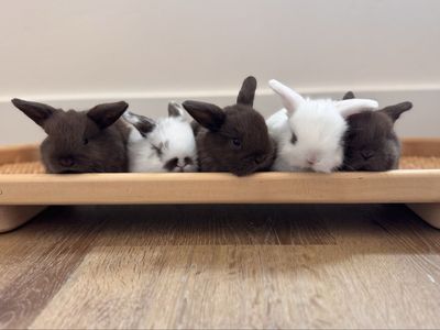Pedigreed Holland Lops