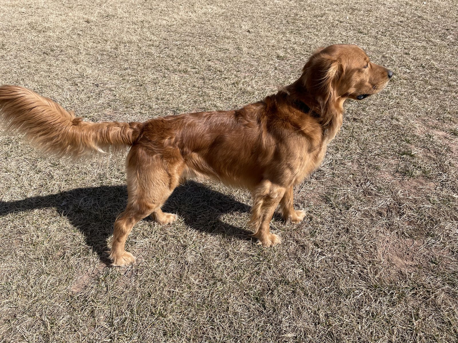 Purebred AKC Golden Retriever Stud