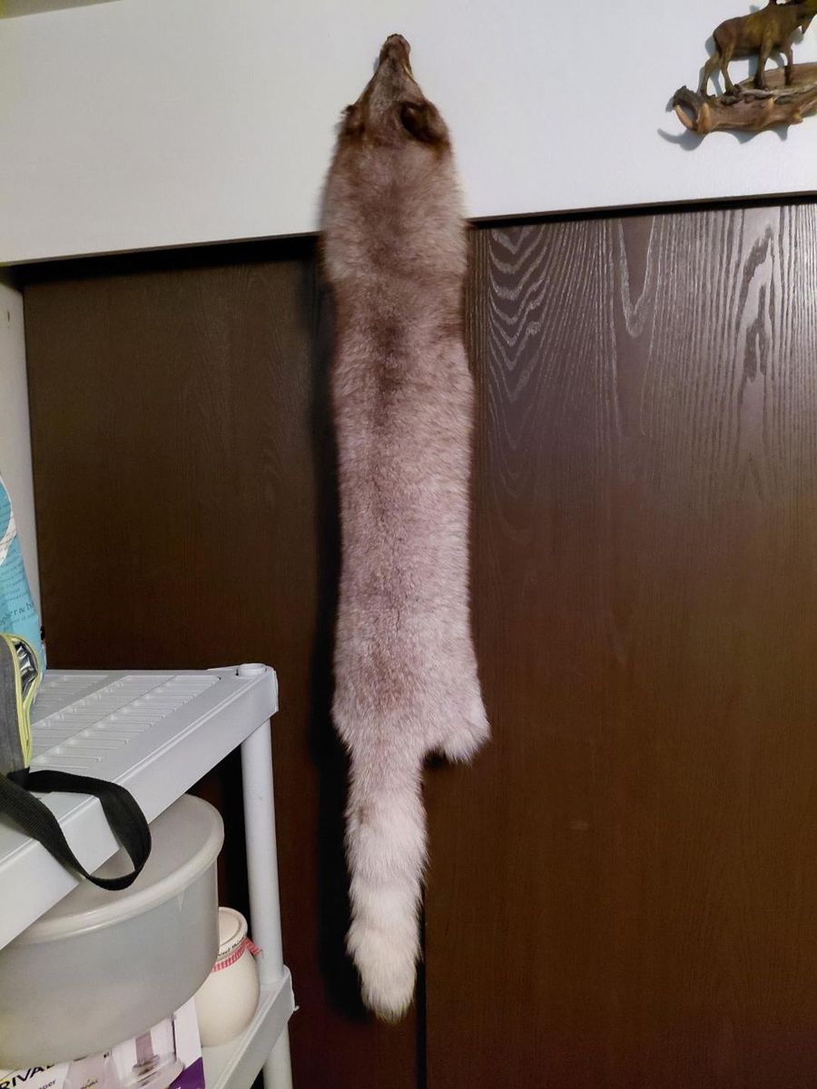Taned Blue Fox Fur Beautiful Tan and Fur $50 cash only text 385 414 9627