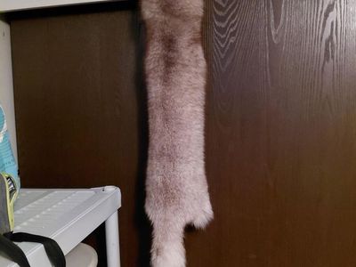 Taned Blue Fox Fur Beautiful Tan and Fur $50 cash only text 385 414 9627