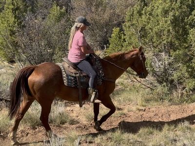 As nice of a beginner or kids horse as you’ll find!