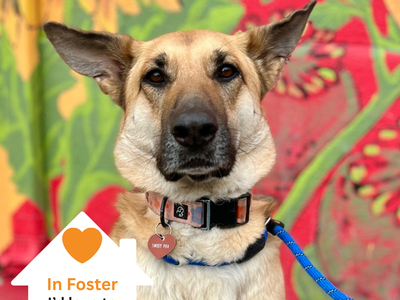 Hello my name is Sweet Pea