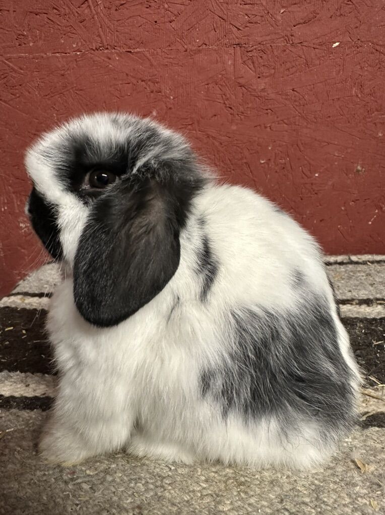 Pedigreed Holland Lop