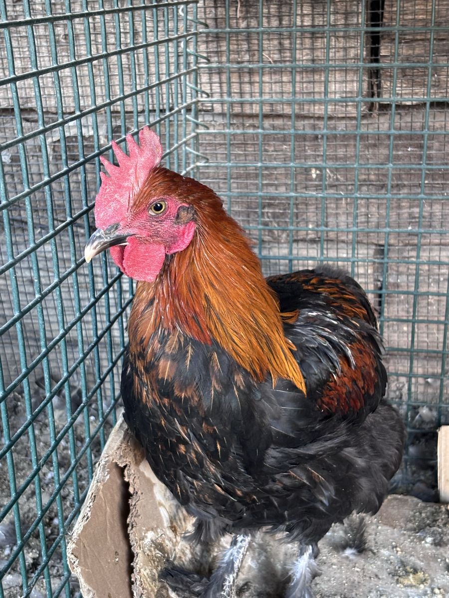 Rooster - Black Cooper Maran
