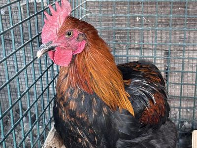 Rooster - Black Cooper Maran