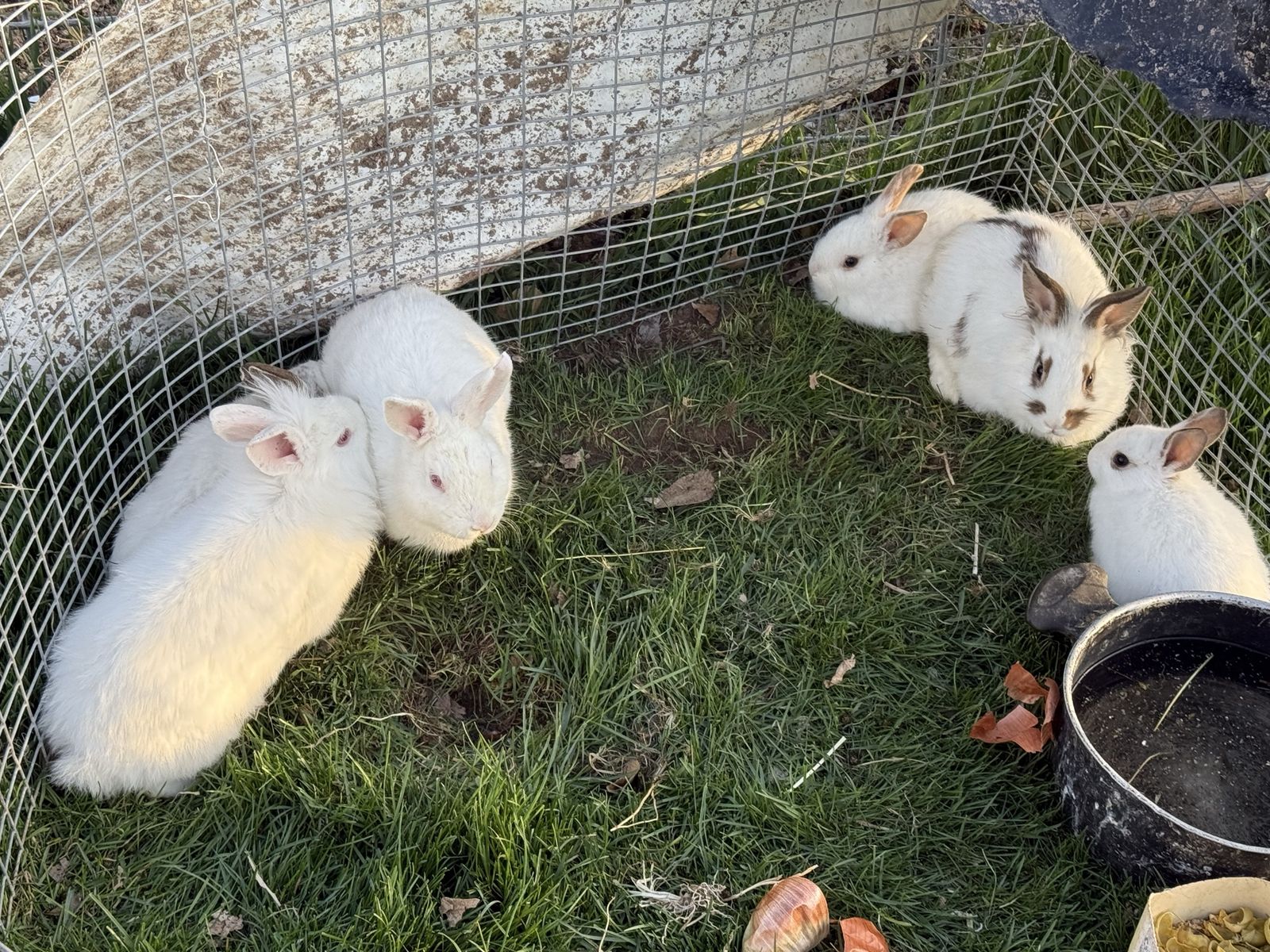 6 rabbits available