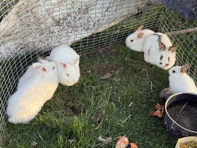 6 rabbits available