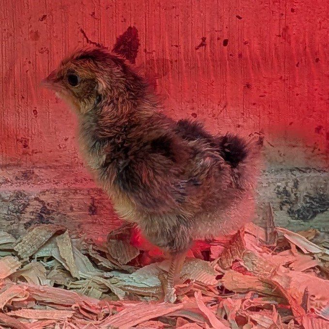 Whiting True Blue chicks, unsexed