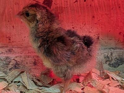 Whiting True Blue chicks, unsexed