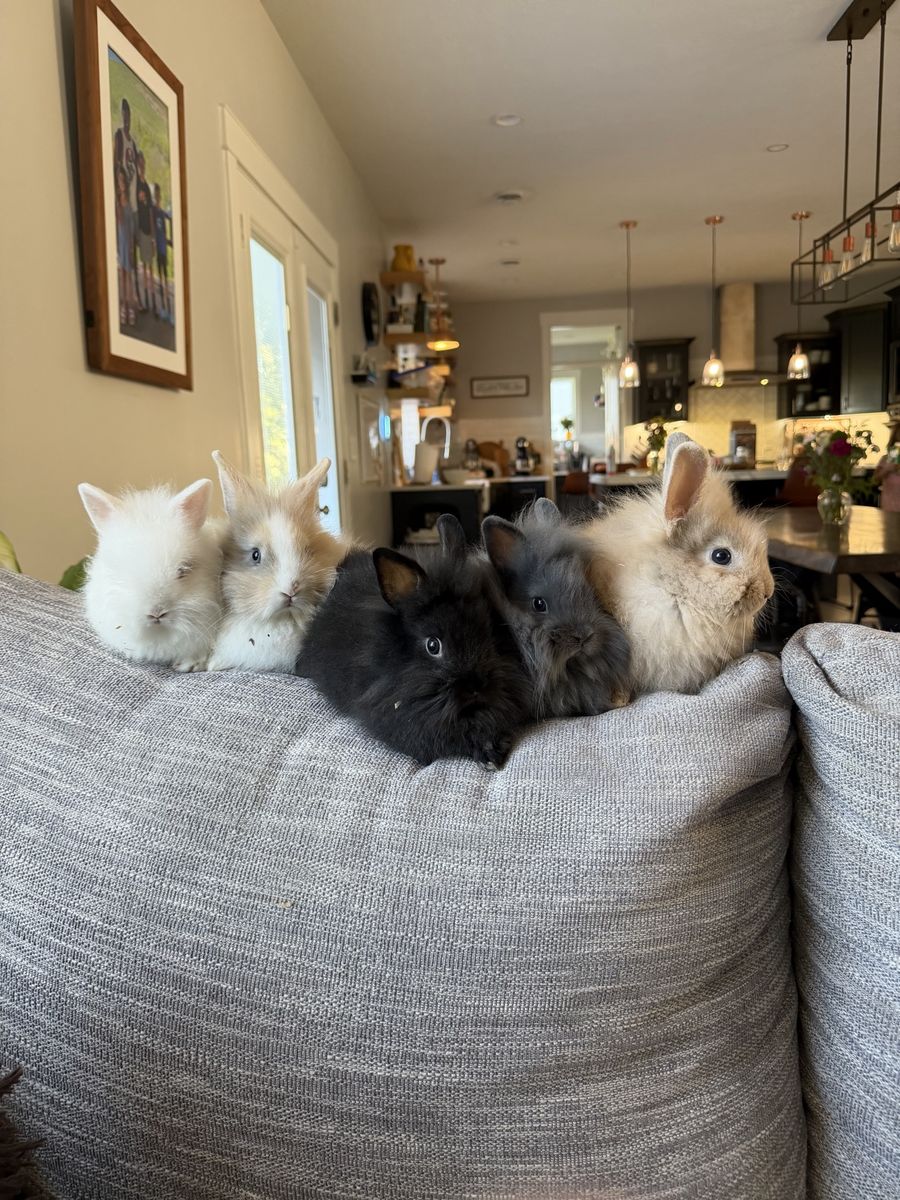 Lionhead Mix Bunnies
