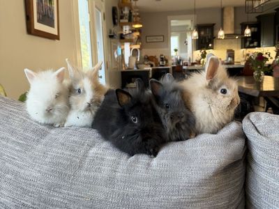Lionhead Mix Bunnies