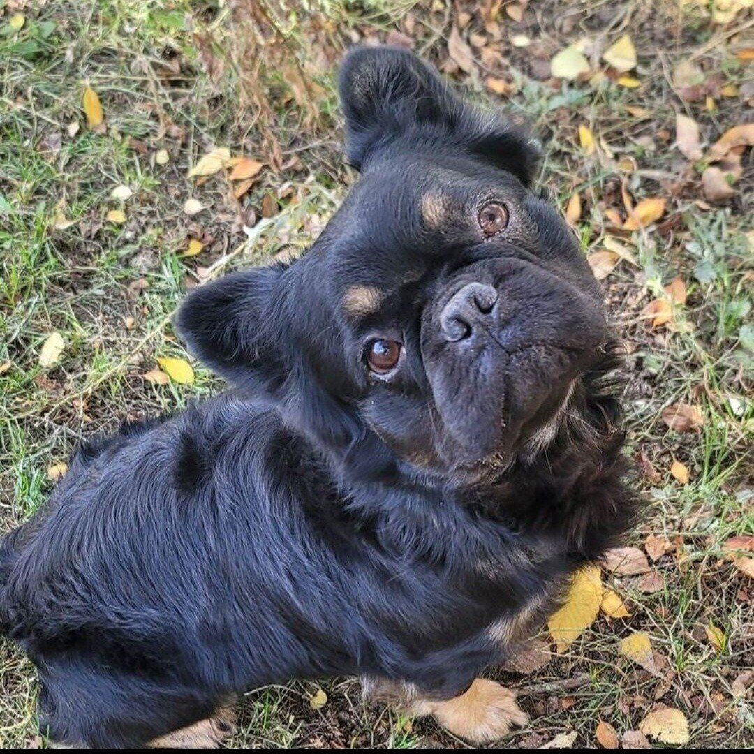 Handsome Bear AKC French Bulldog / Stud only