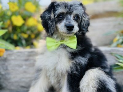 Toy Poodle Stud - Merle, 8#, kyky
