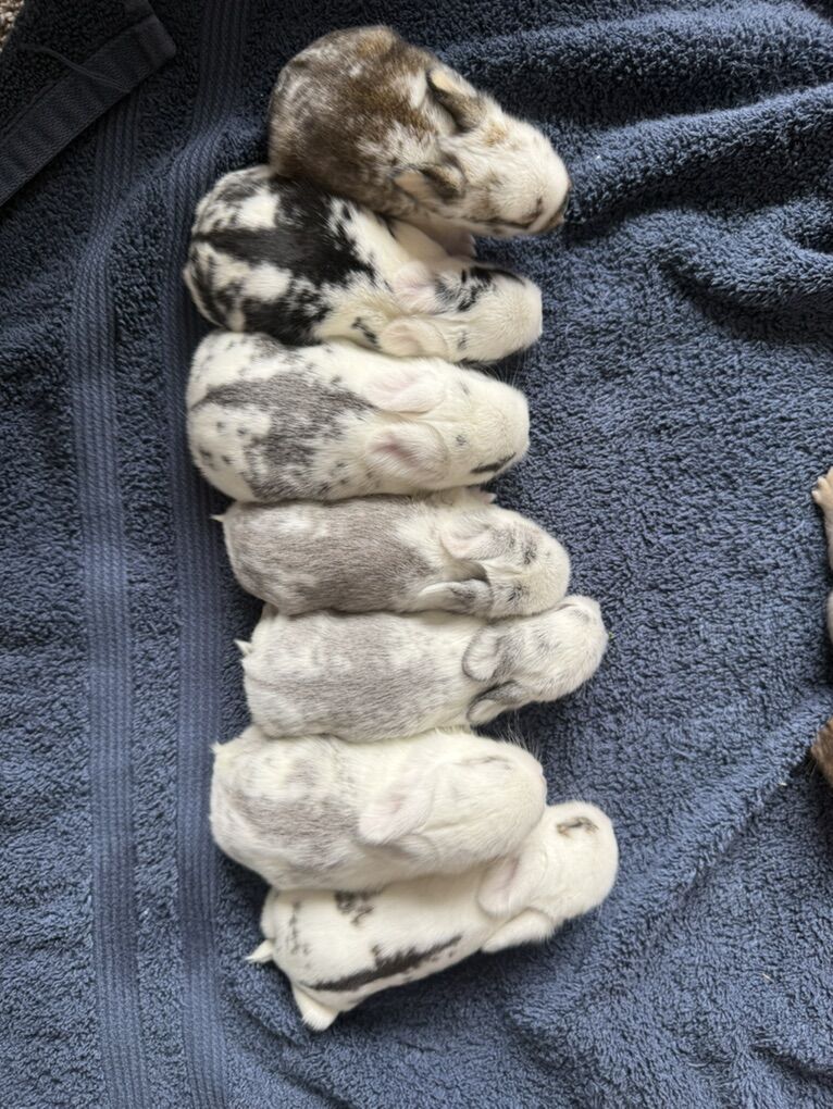 Easter Bunnies!! Holland Lop Mix!