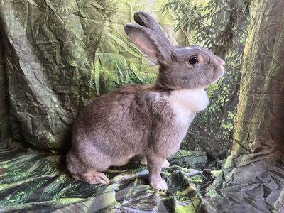 Mixed breed XL rabbits NZxFlemish