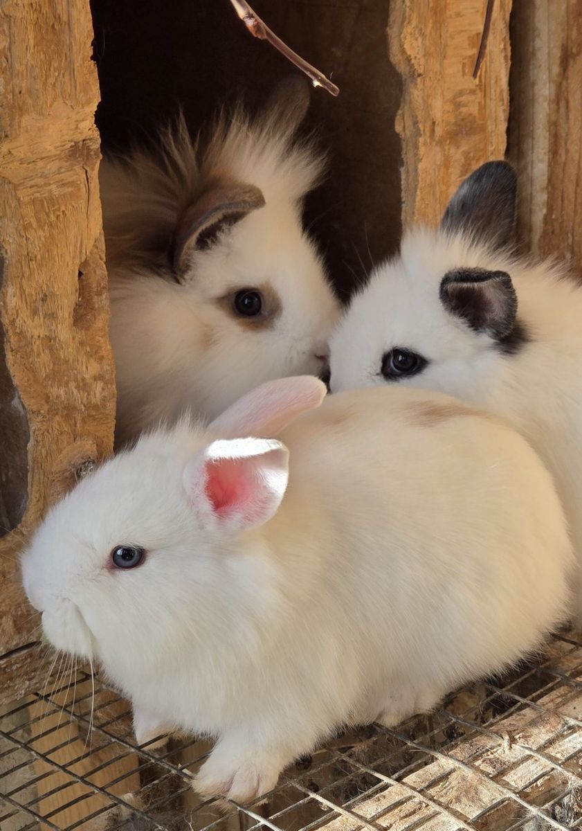 Easter Baby bunnies