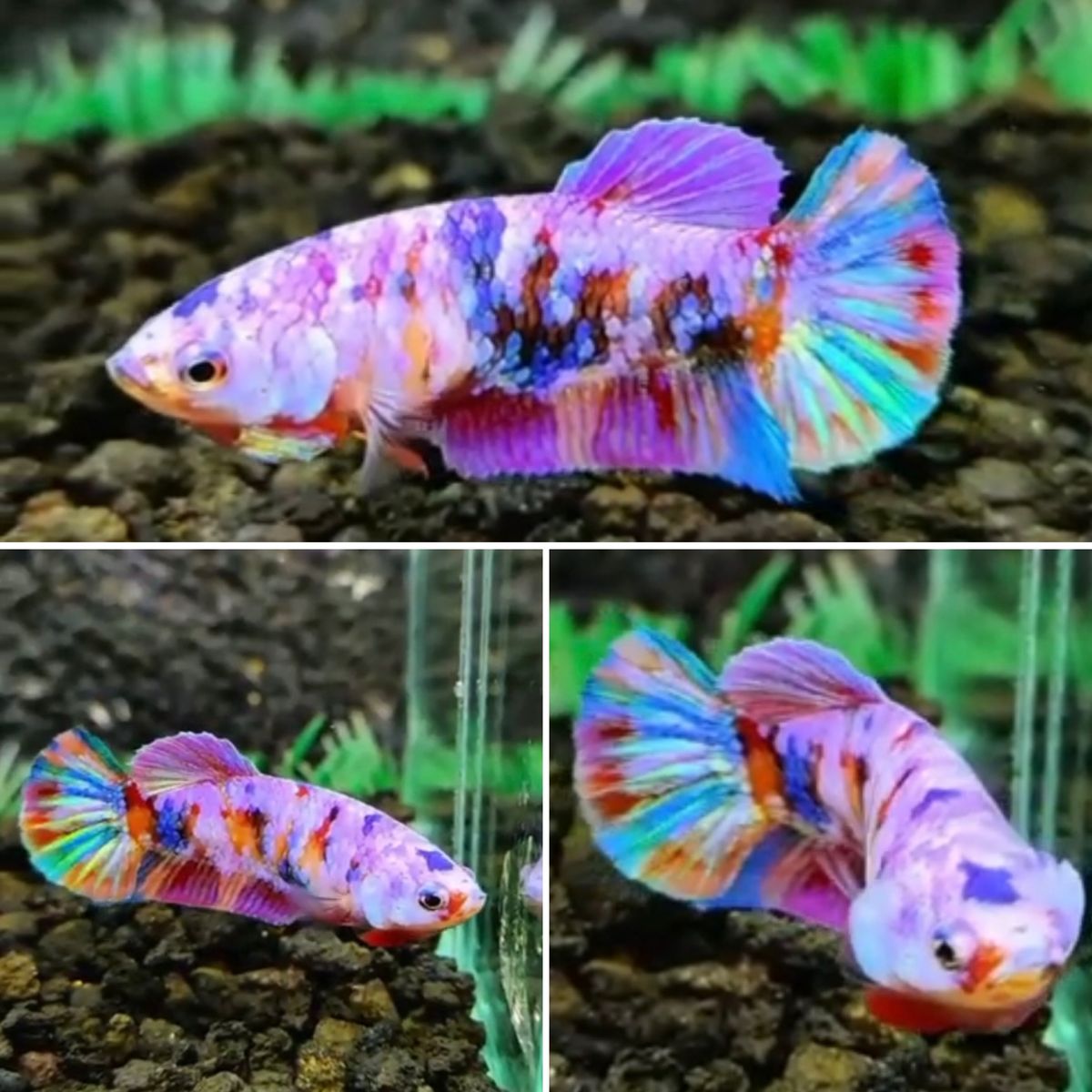 Betta: Purple Candy Female Halfmoon Plakat