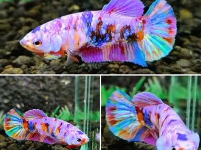 Betta: Purple Candy Female Halfmoon Plakat