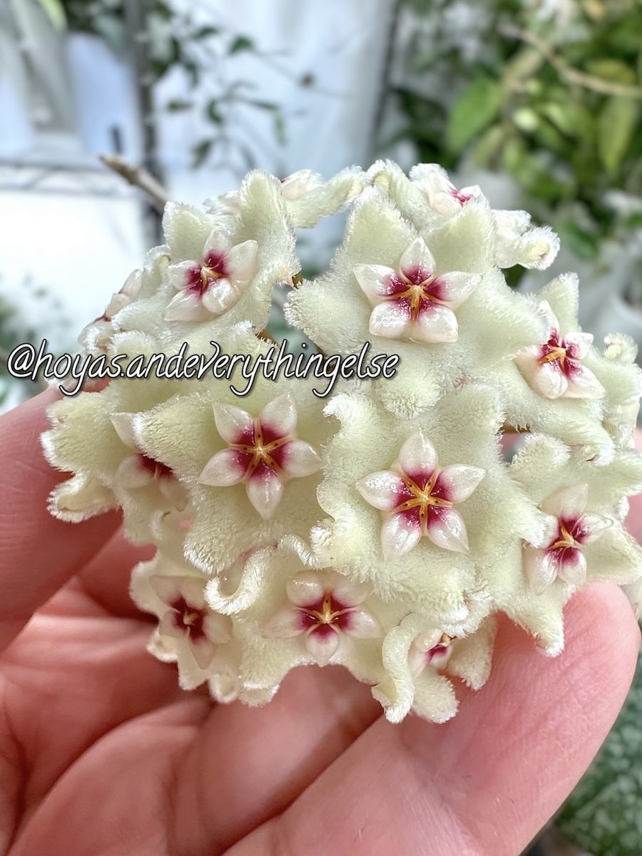 Hoya ‘Mathilde’ (splash) - Plant B