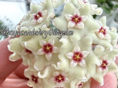 Hoya ‘Mathilde’ (splash) - Plant B