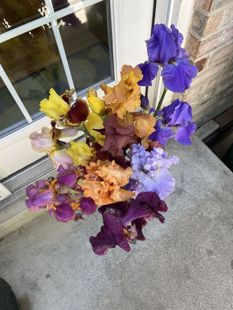15 COLORS of Bearded IRIS Rhizomes SEE PHOTOS