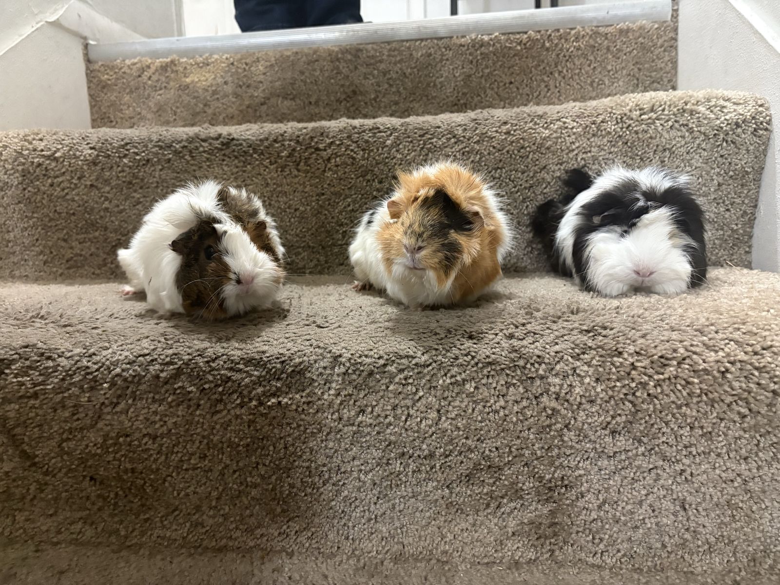 3 female guinea pigs