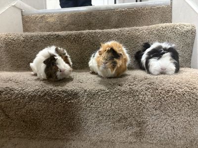 3 female guinea pigs