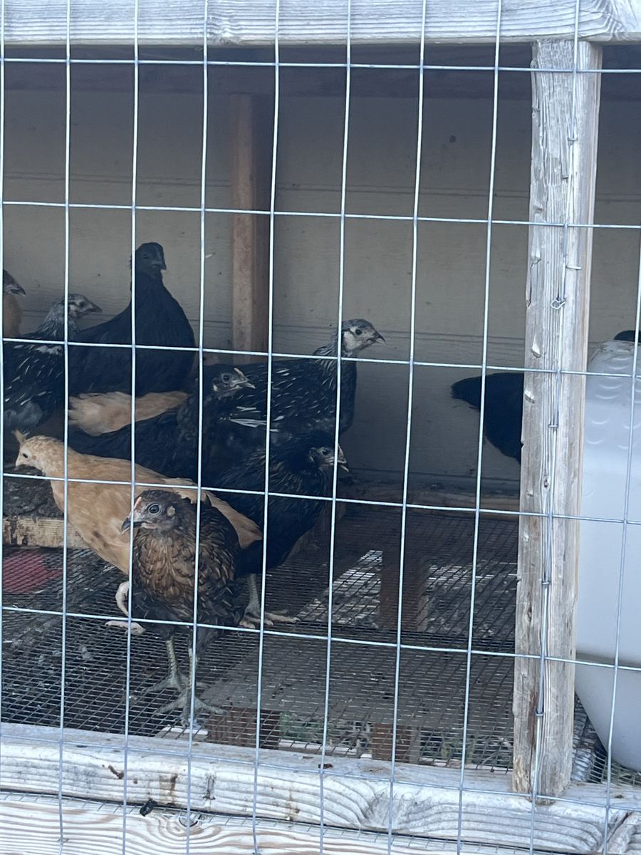 Beautiful birds - Chicken pullets-10 weeks- buff Orpington, cinnamon queen, bl sext link, bl copper Maran, Easter egger