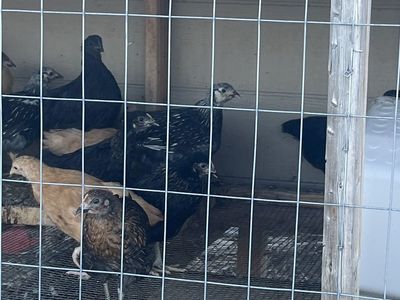 Beautiful birds - Chicken pullets-10 weeks- buff Orpington, cinnamon queen, bl sext link, bl copper Maran, Easter egger