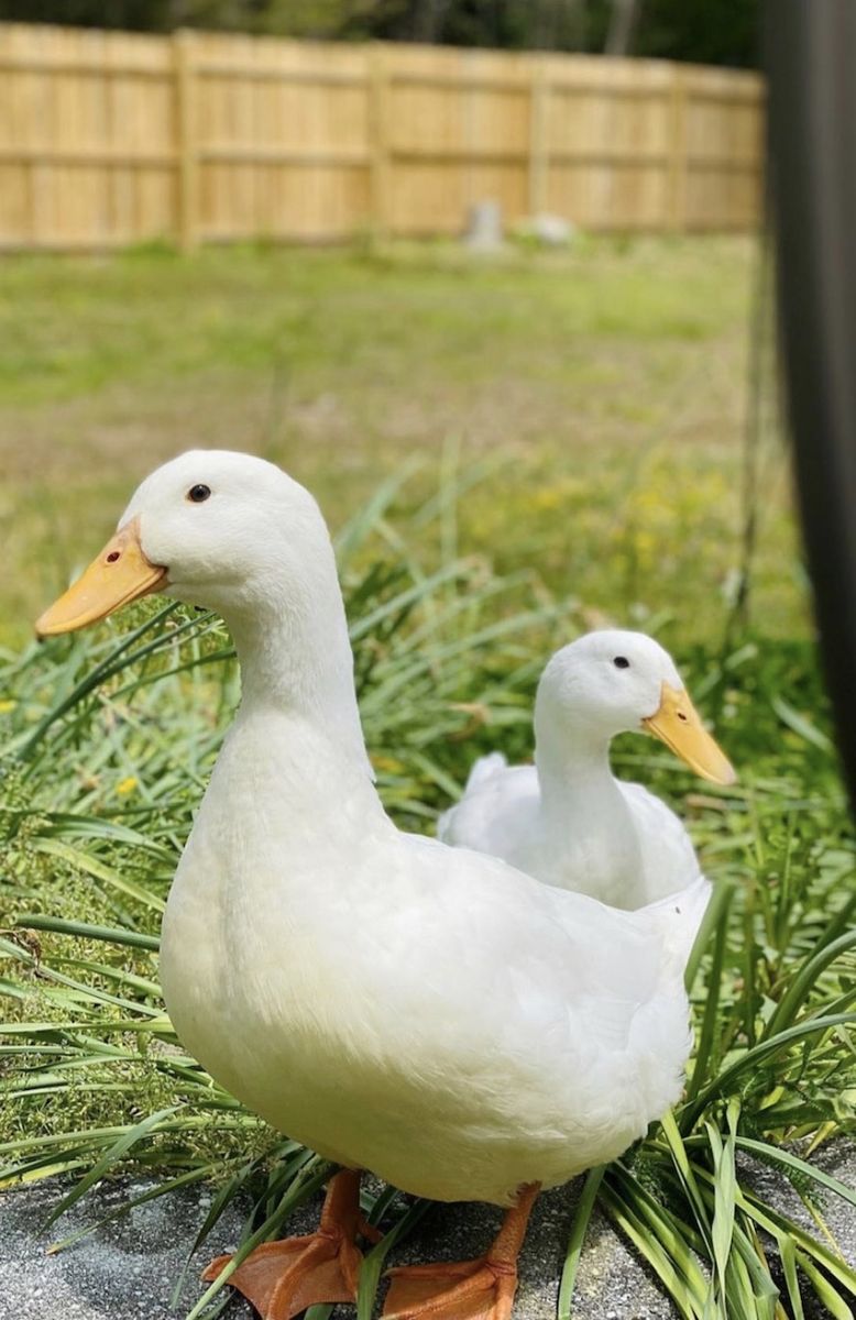 Single Female Adult White Layer