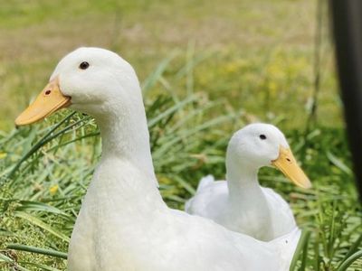 Single Female Adult White Layer