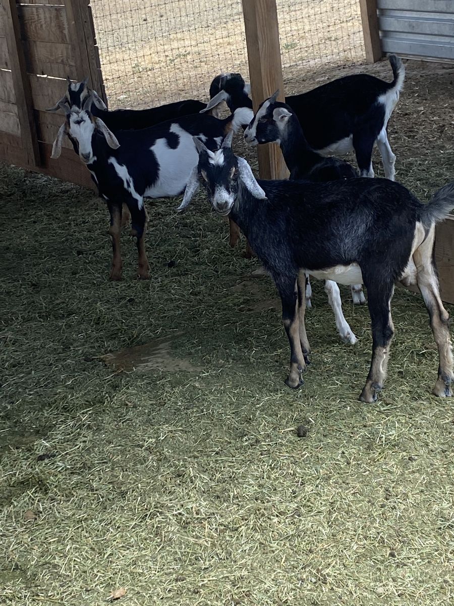 Goat for Sale