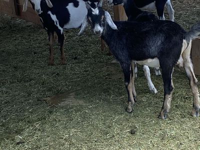 Goat for Sale