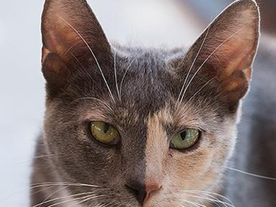 Hello my name is Alafair