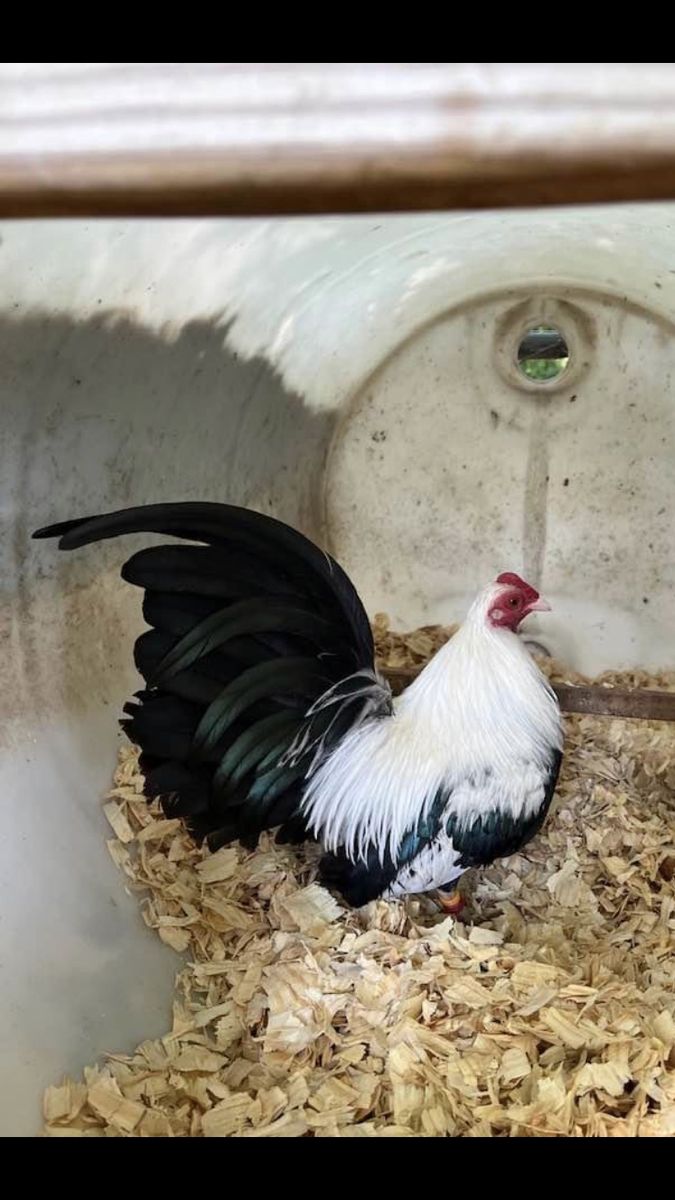 Silver Duckwing Old English Game Bantams