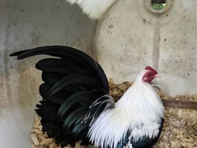 Silver Duckwing Old English Game Bantams