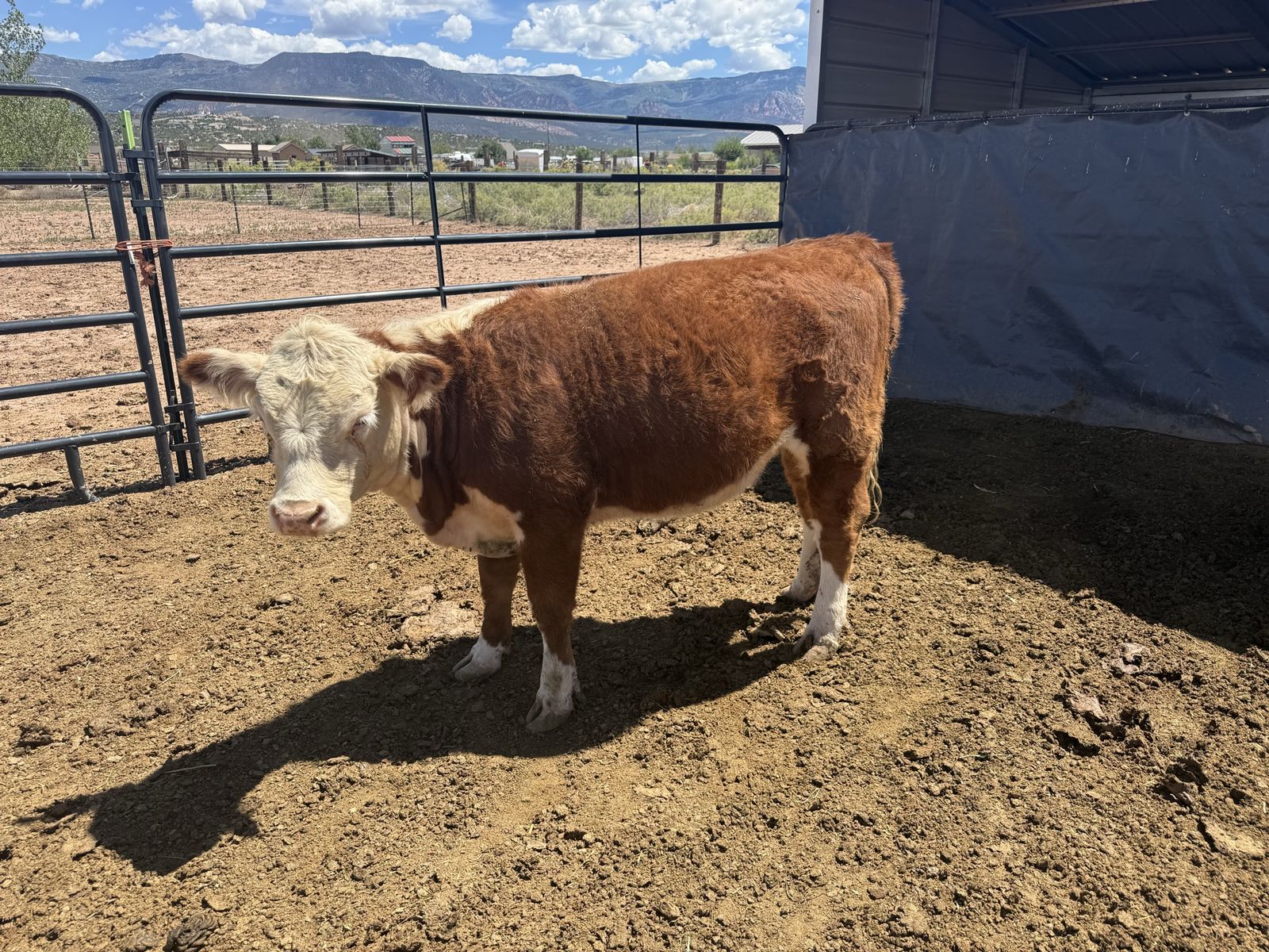 Mini Hereford Heifer 