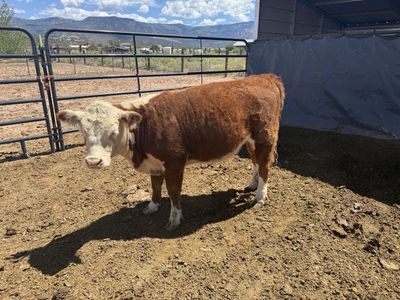 Mini Hereford Heifer