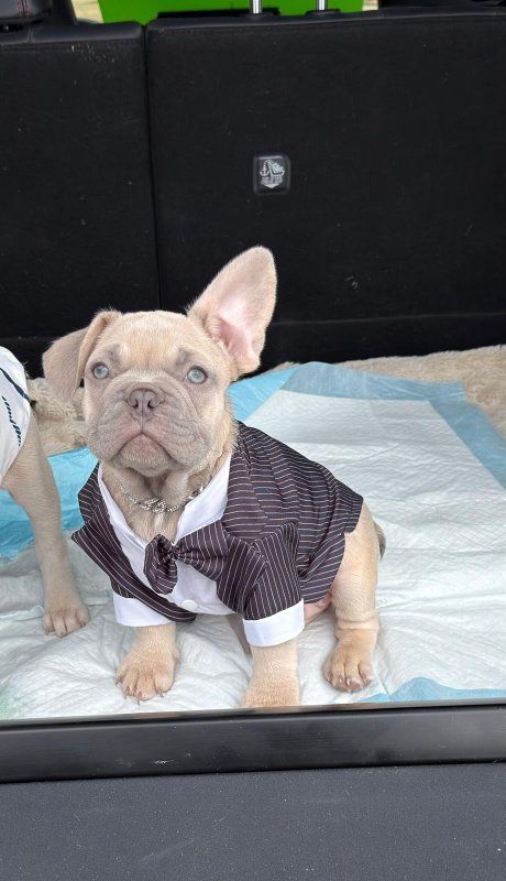 french bulldog