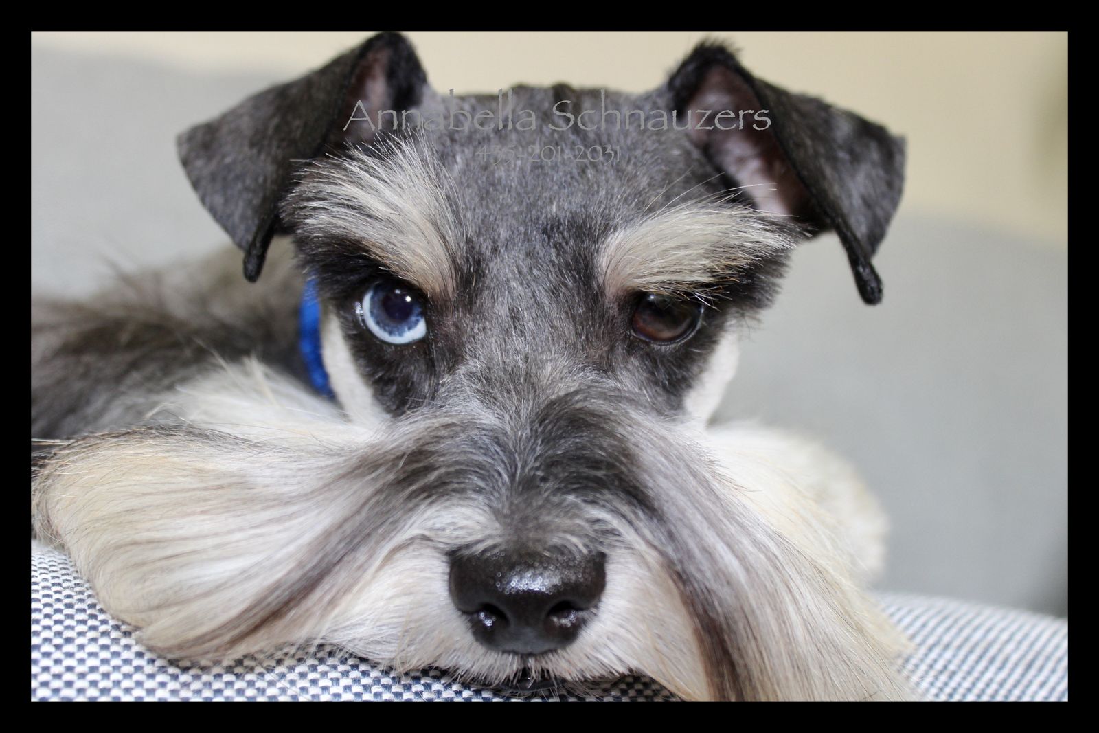 AKC Toy/Miniature Schnauzer Puppies