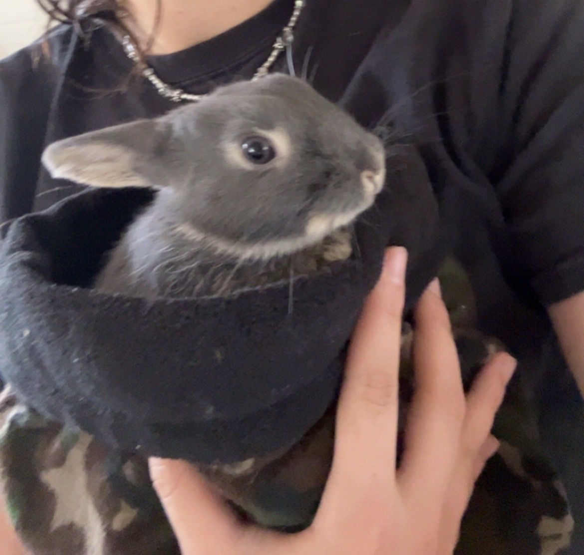 Bunny