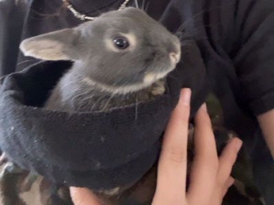 Bunny