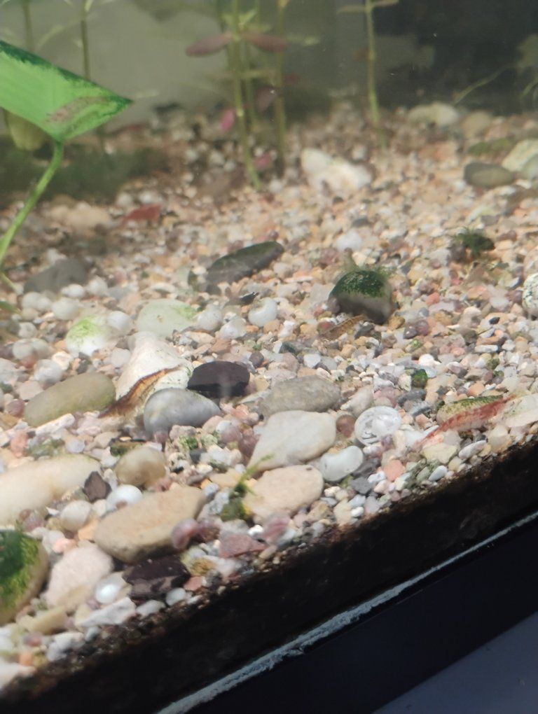buy one get one.  Neocaridina Freshwater Shrimp - Mixed Colors. sorry no color is guaranteed