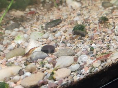 buy one get one. Neocaridina Freshwater Shrimp - Mixed Colors. sorry no color is guaranteed