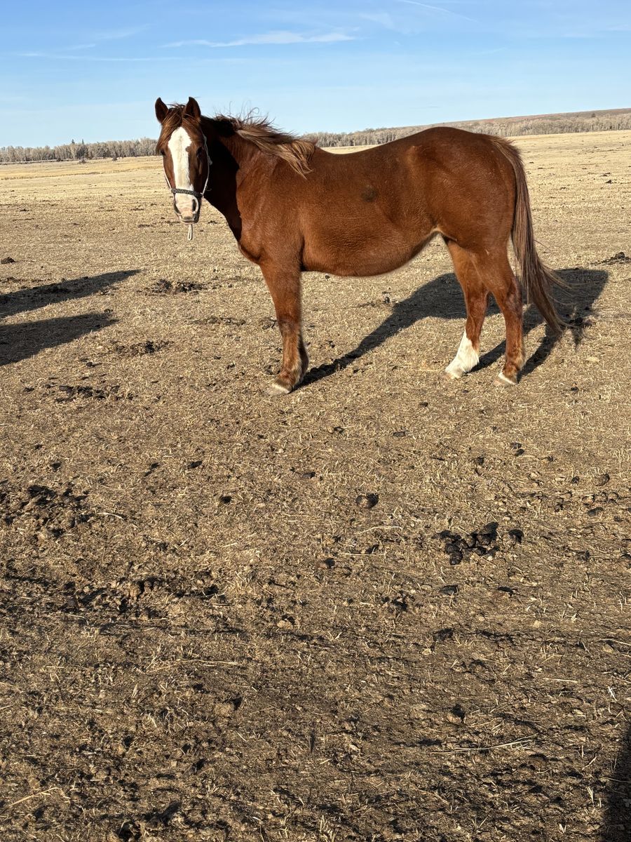 AQHA For Sale Or Trade